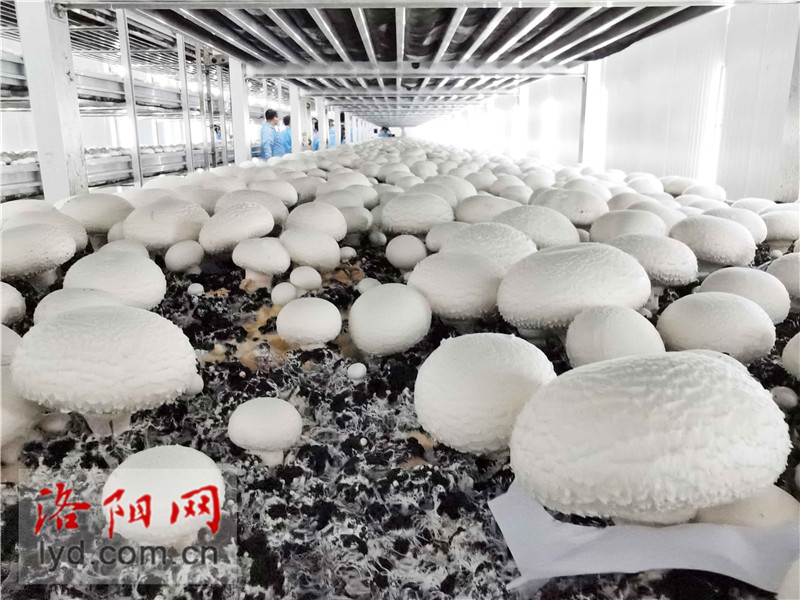 食用菌種植工廠化 產業升級助農致富的新路徑